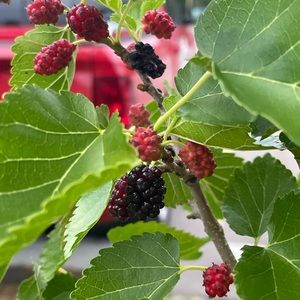 Meet your Posher, Janine